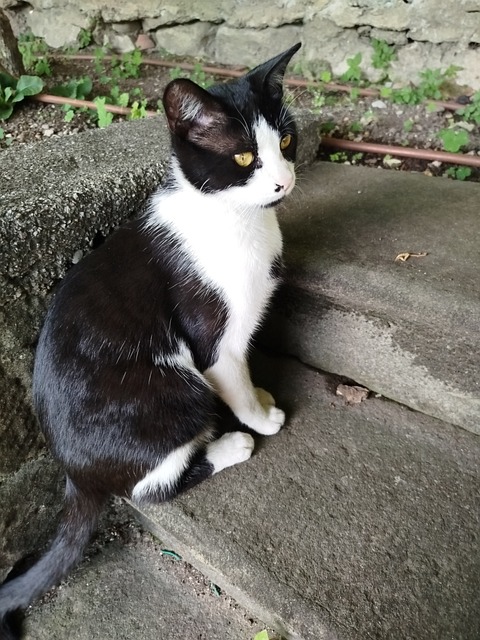 Free Cat Tuxedo Cat photo and picture