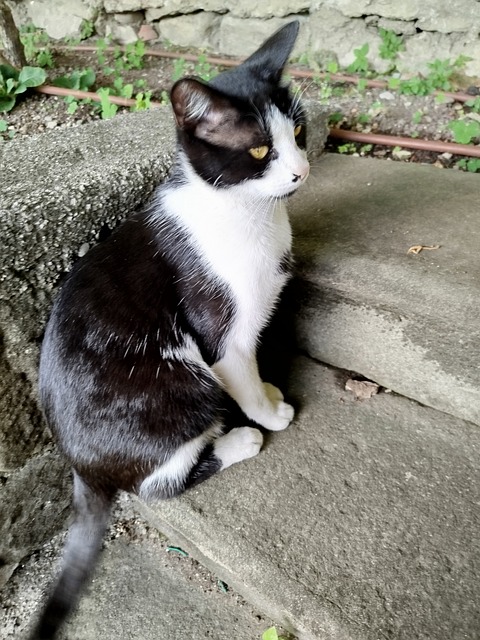 Free Cat Tuxedo Cat photo and picture