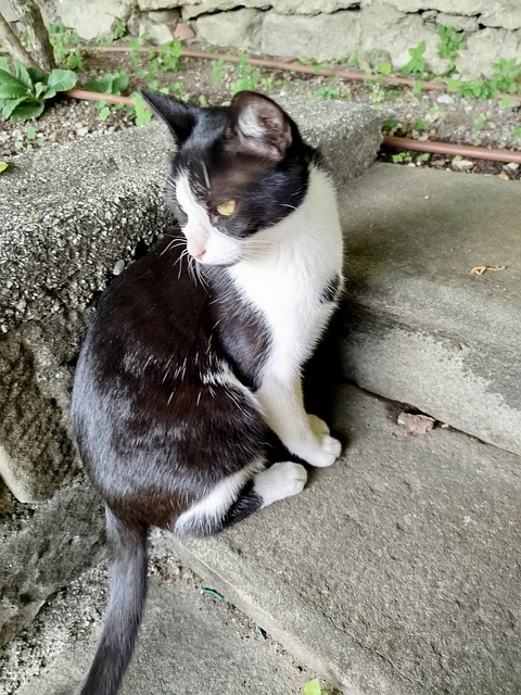 Free Cat Tuxedo Cat photo and picture