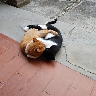 Free Cats Embrace photo and picture