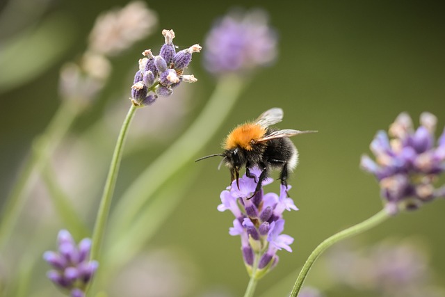 Bumblebee Insect Bee - Free photo on Pixabay