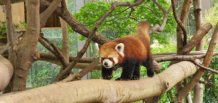 Free Red Panda Zoo photo and picture