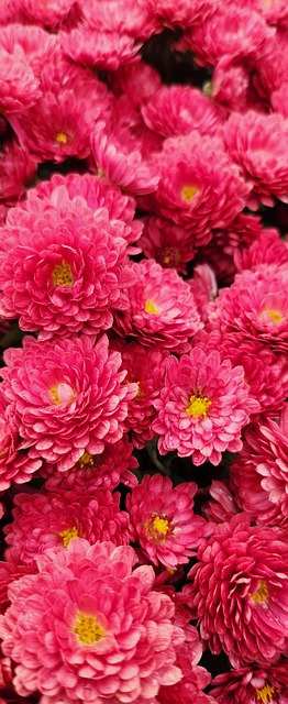 Free Chrysanthemum Flower photo and picture