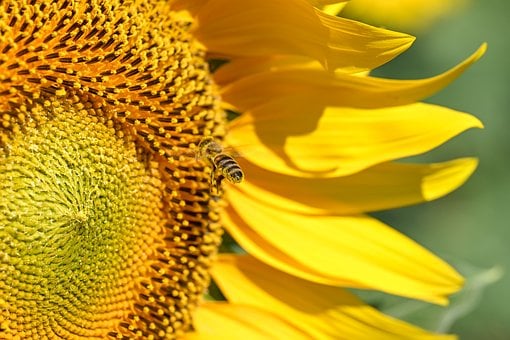Download free HD stock image of Sunflower Yellow Free Sunflower Yellow photo and picture