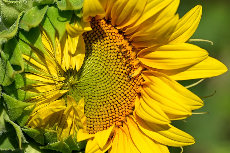 Sunflower Yellow Flower - Free photo on Pixabay