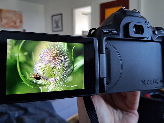 Free Nature Flower photo and picture