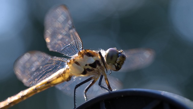 Free Dragonfly Wings photo and picture
