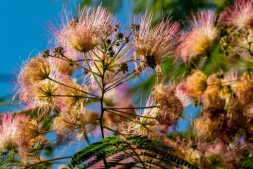 Zijderups, Bloem, Flora
