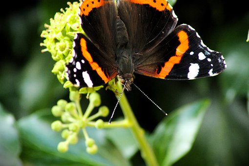 Free Nature Insect photo and picture