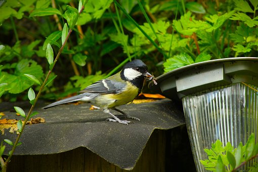Free Bird Nature photo and picture