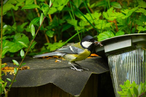 Free Bird Nature photo and picture