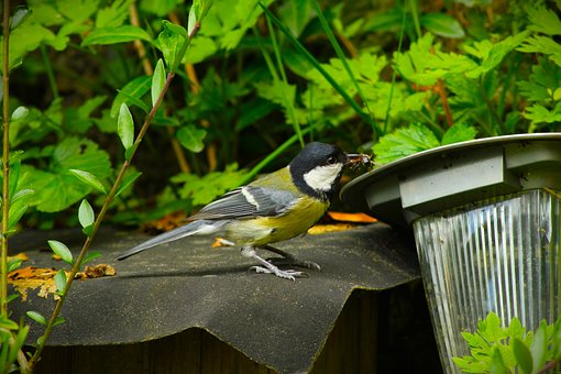 Free Bird Nature photo and picture