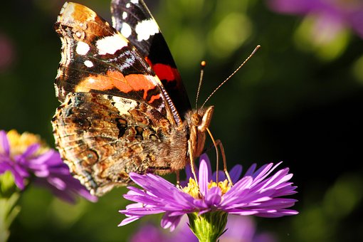 Free Nature Insect photo and picture