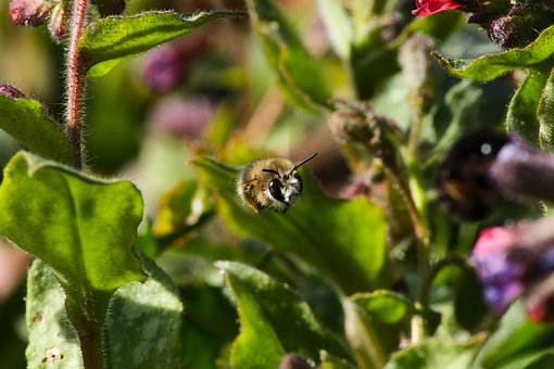 Free Bee Bumblebee photo and picture