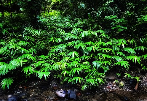 Free Green Nature photo and picture