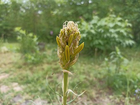 Free Junker Lily Seed Stand photo and picture