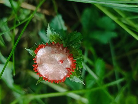 Free Indian Mock Strawberry Mock Strawberry photo and picture