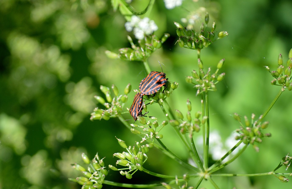 Stiff Bug Bugs Insects - Free photo on Pixabay