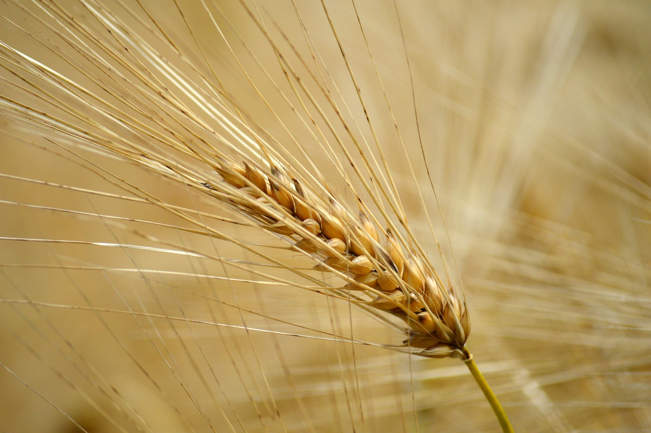 Barley Ears Grain - Free photo on Pixabay