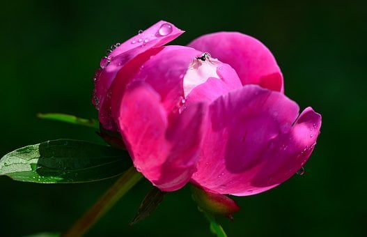 Free Peony Flower photo and picture