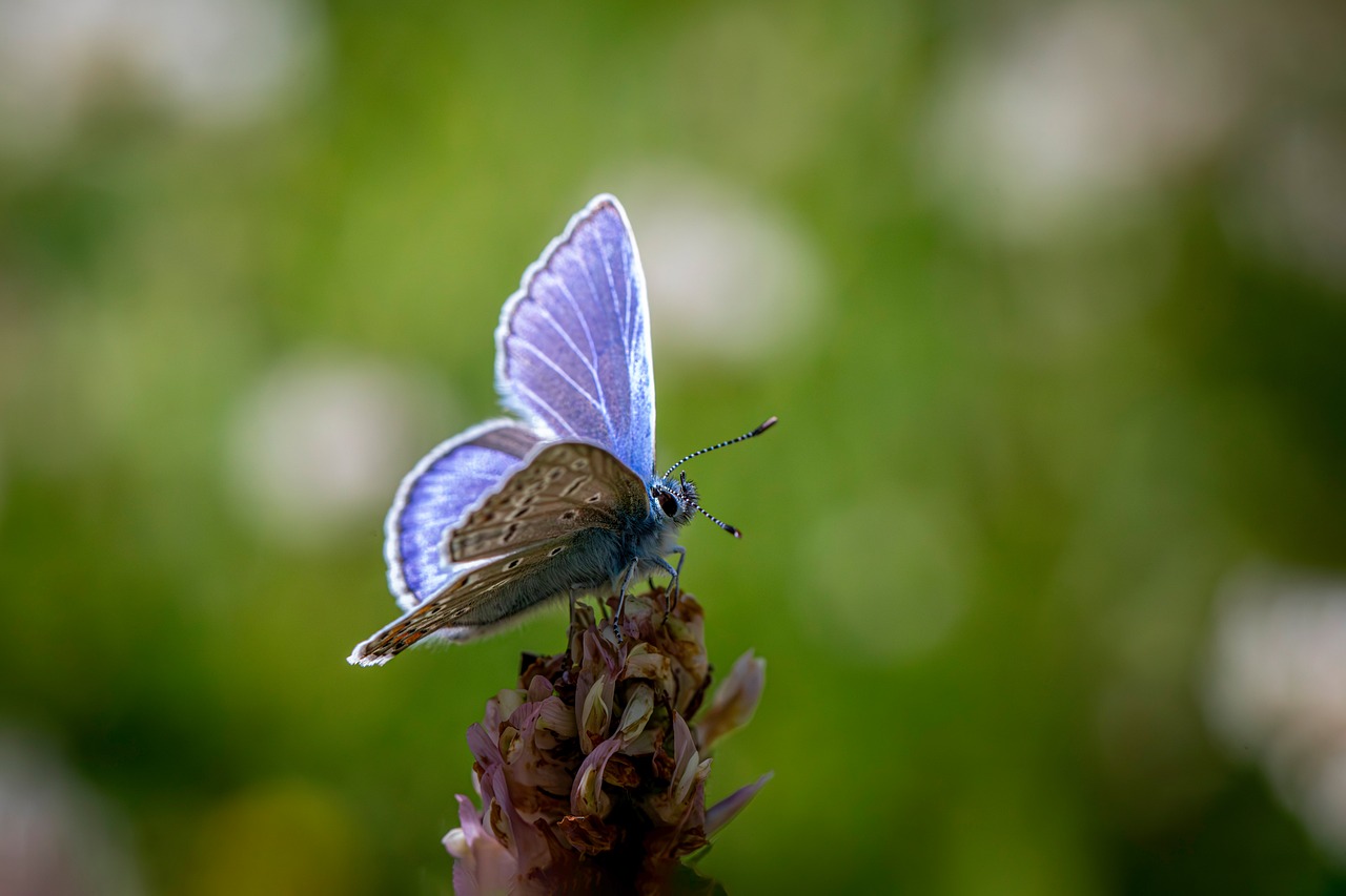 Butterfly - free online jigsaw puzzle photo