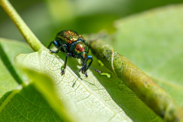 Free Insects Agricultural Pests photo and picture