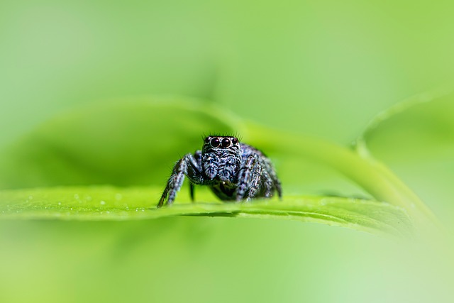 Free Nature Animal photo and picture