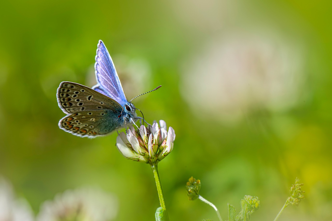 Nature - free online jigsaw puzzle photo