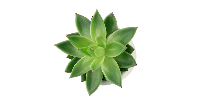 Suculent, Planta Suculenta