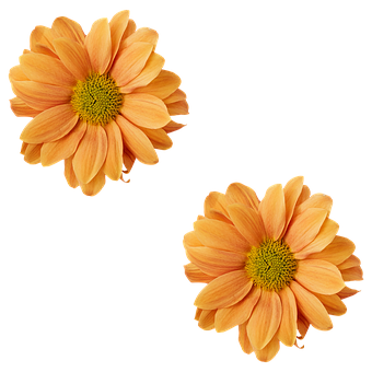 Crizanteme, Floare, Bloom, Natura