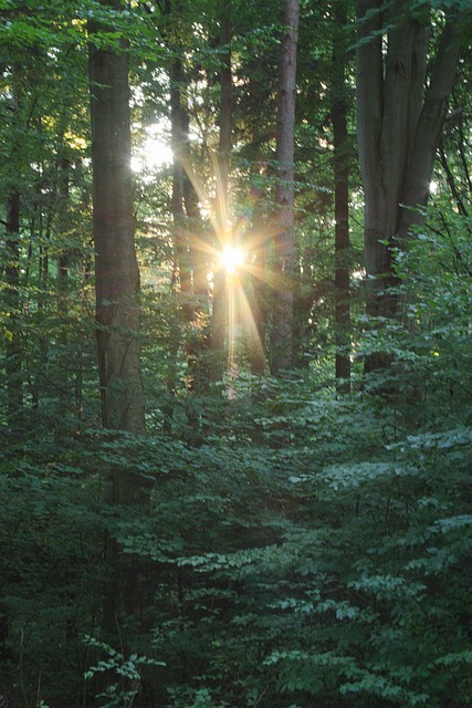 Free Forest Nature photo and picture