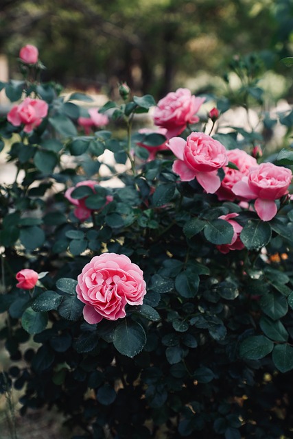 Free Rose Nature photo and picture