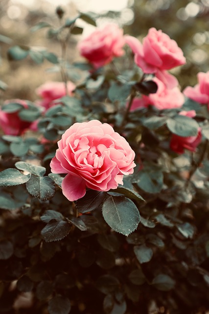 Free Rose Nature photo and picture