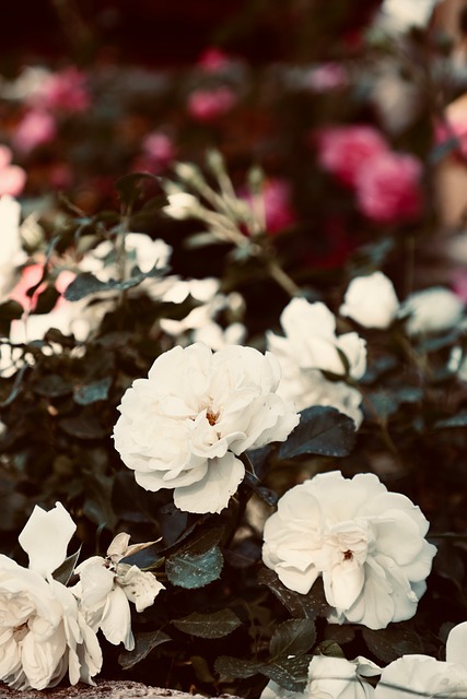 Free Rose Nature photo and picture