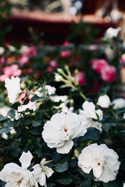 Free Rose Nature photo and picture