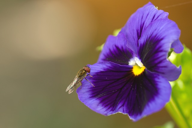 Hmyz, Hoverfly, Príroda, Detail, Lietať
