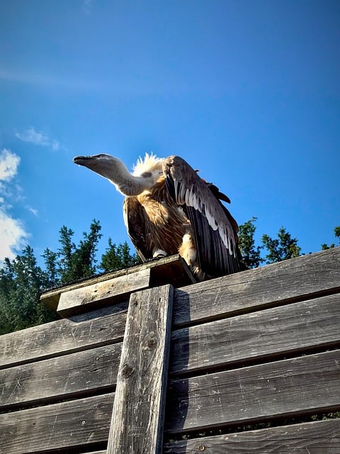 Geier, Vogel, Natur, Tierwelt