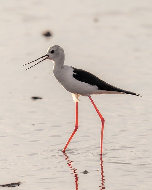 Mallorca, Stelzenläufer, Vogel, Natur