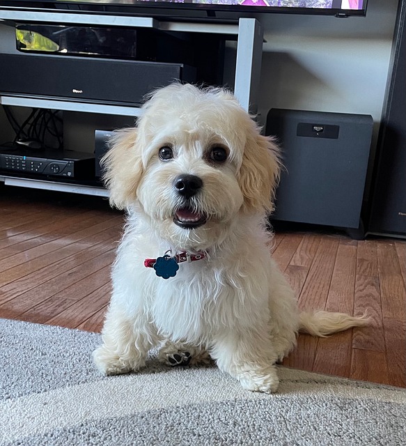 Free Dog Animal photo and picture
