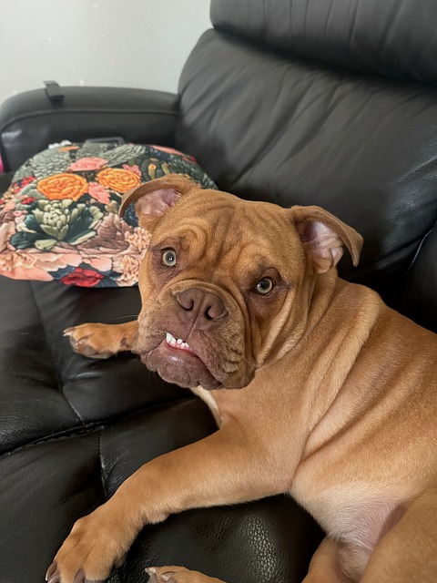 Free Bulldog Rugger photo and picture