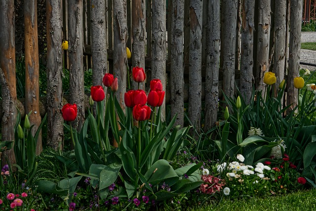 Frühlingsblume, Natur, Blüte, Pflanze