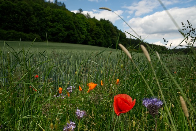 Feld, Natur, Landschaft, Weizen, Gras