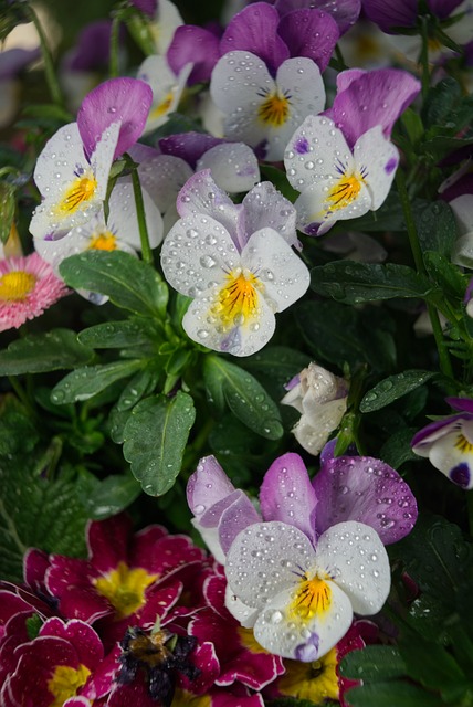 Natur, Blüte, Lila, Regen, Feilchen