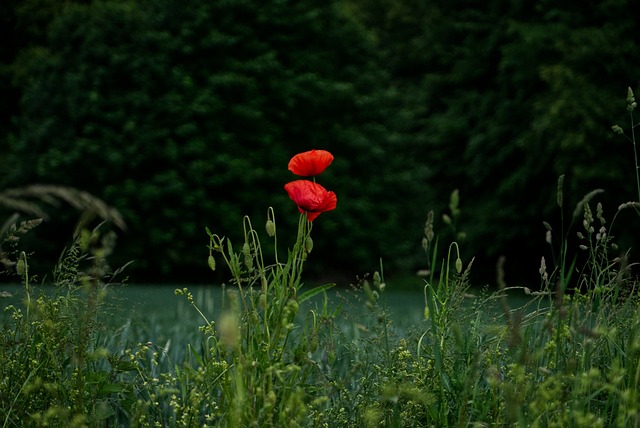 Mohnblumen, Natur, Blumen, Blüte, Feld