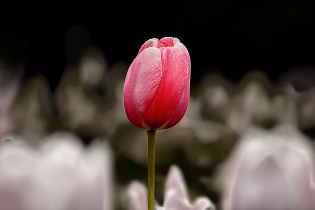 Tulpe, Natur, Blumen, Frühlingsblumen
