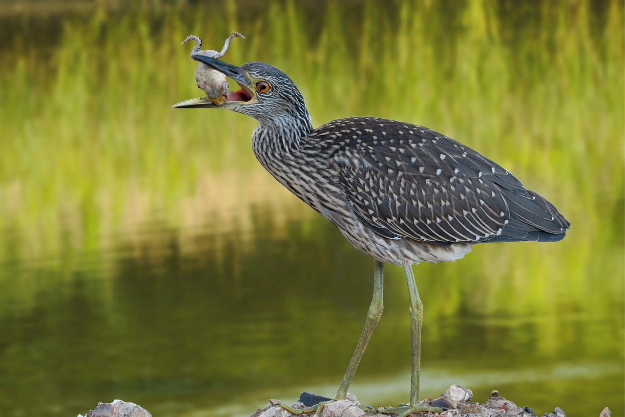 Yellow-Crowned Night-Heron - free online jigsaw puzzle photo