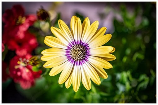 Zonnebloem, Bloem Achtergrond, Bloem