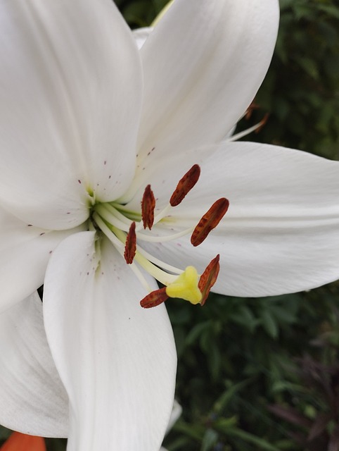 Hvid Lilje, Lilje Blomst, Blomstring