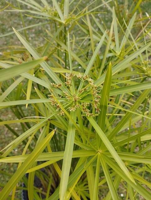 Papyrus, Pergament, Vandplanter, Natur