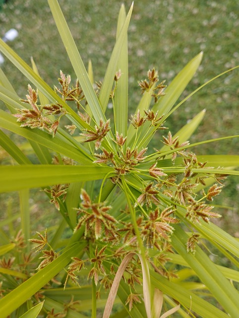Papyrus, Blomstrende Papyrus